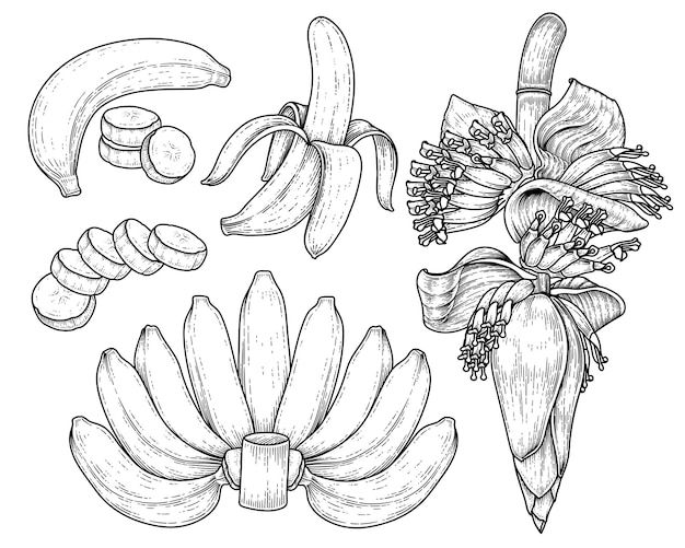 an image of bananas and flowers drawn in pencil on white paper with black outline lines