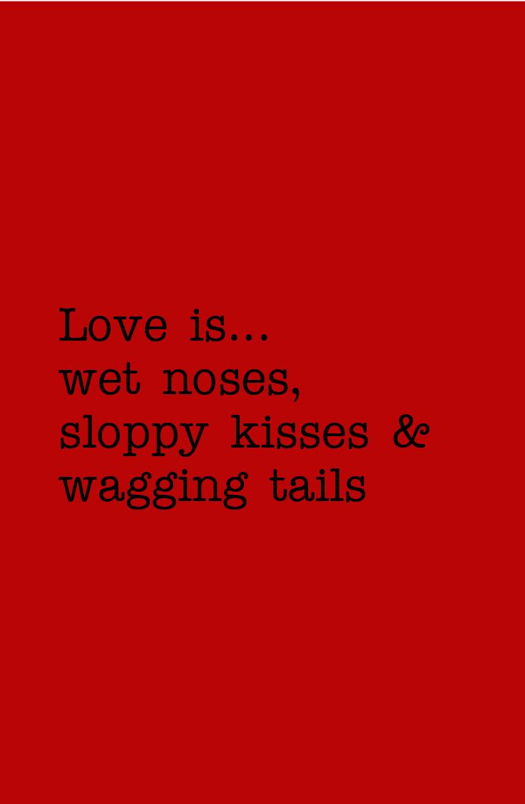 the words love is wet noses, sloppy kisses and wagging tails on a red background