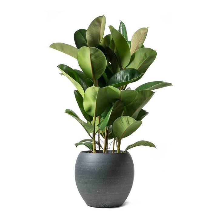 a potted plant with green leaves in it on a white background, is shown