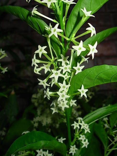 the white flowers are blooming on the green leaves