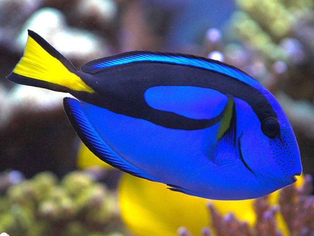 a blue and yellow fish is swimming in the water near some corals with other sea life