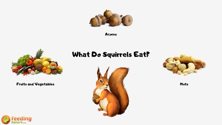 an image of what do squirrels eat?