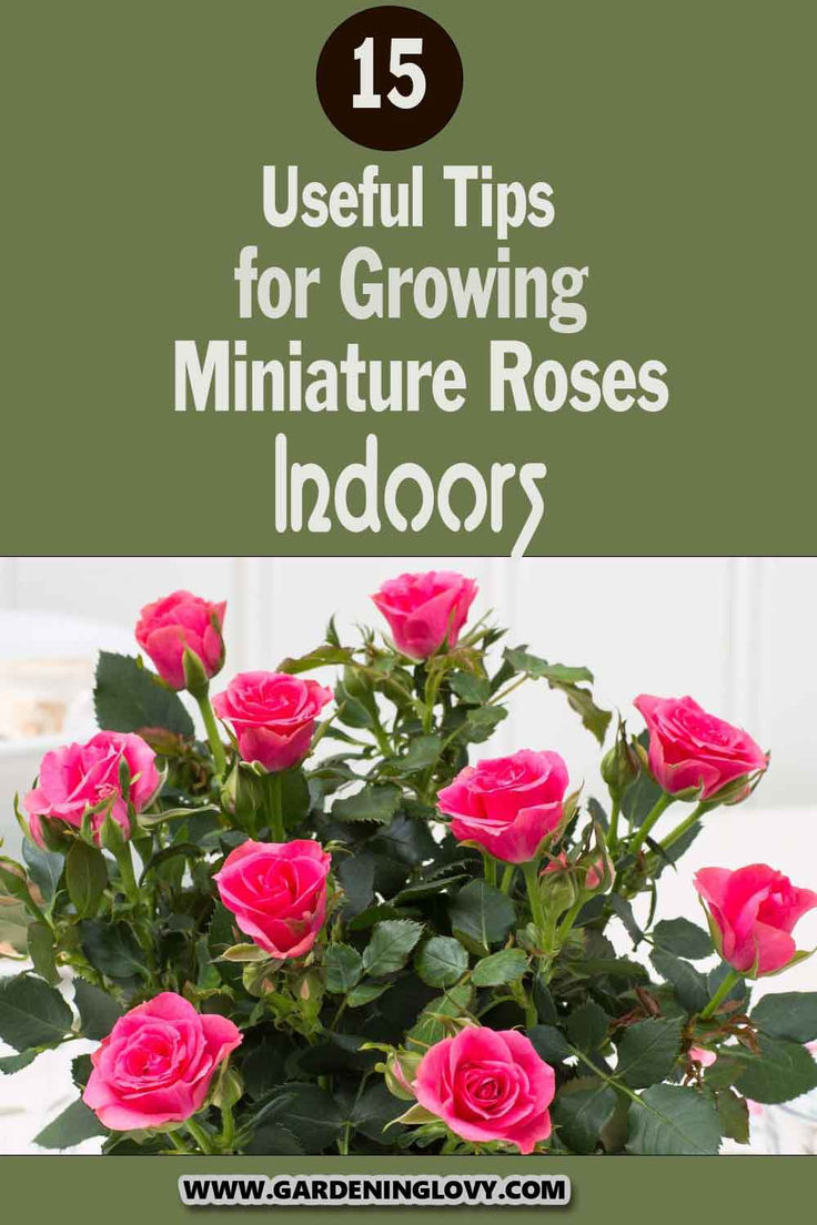 pink roses in a pot with text overlay that reads 15 useful tips for growing miniature rose indoors