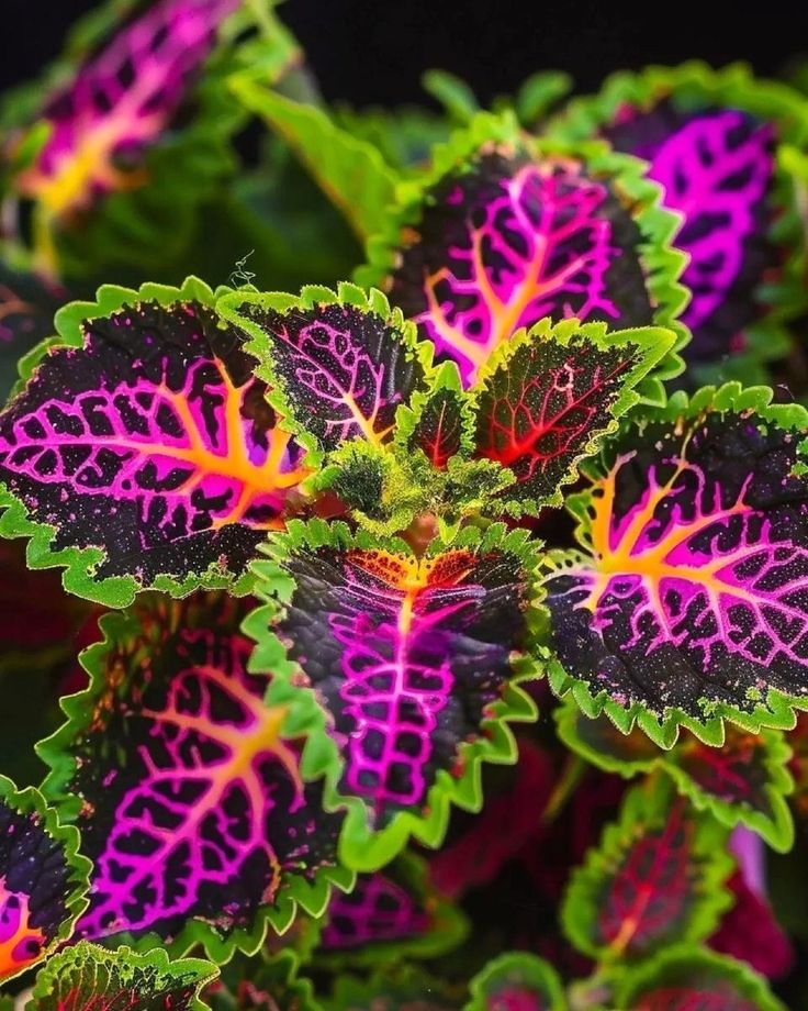 purple and green leafy plants with red, yellow, and green leaves on them