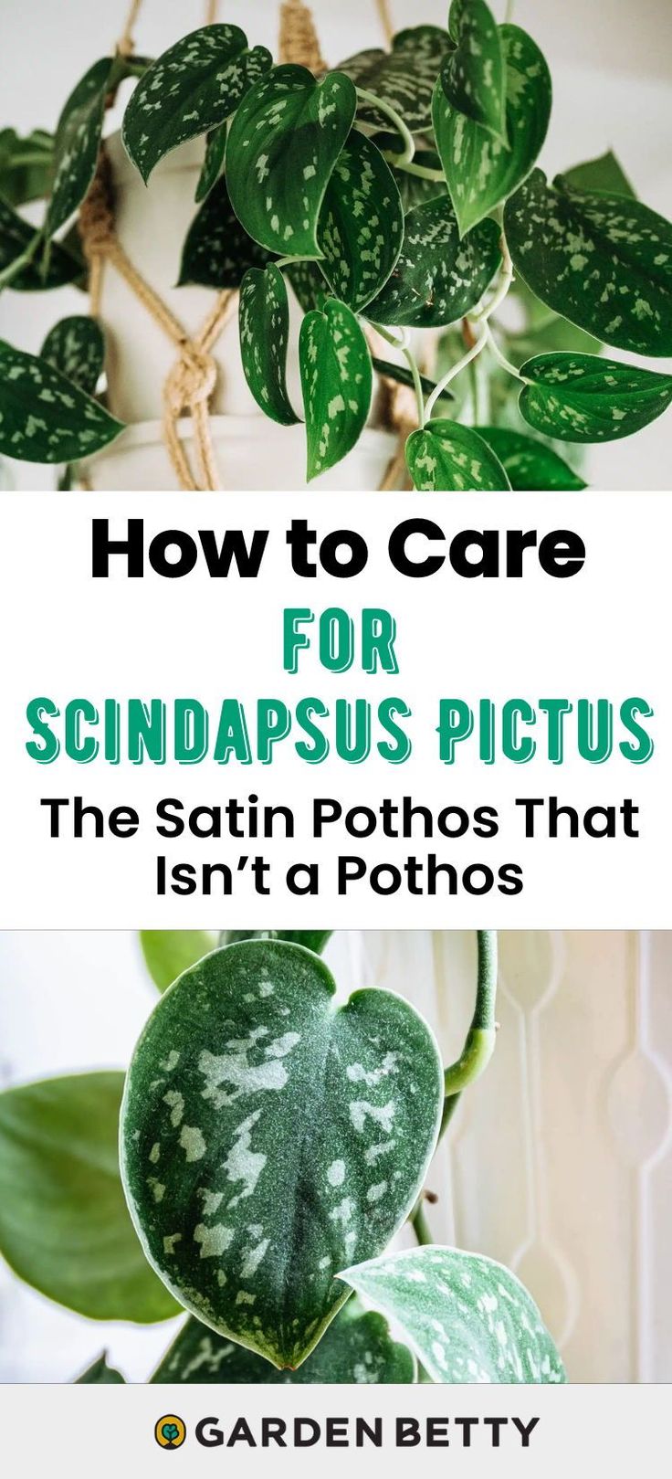 a green plant with the words how to care for scindapsus pictures