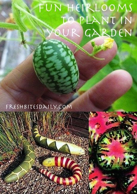 a hand holding a green and red flower next to some other things in the garden