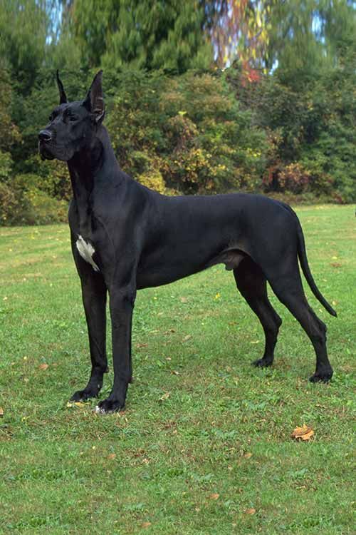 a large black dog standing on top of a lush green field