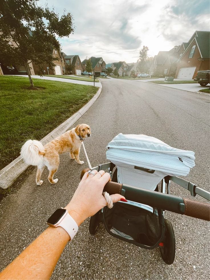 a person pushing a stroller with a dog on it