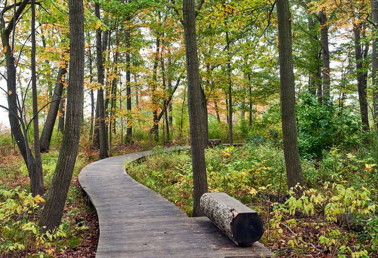 a wooden path in the middle of a forest