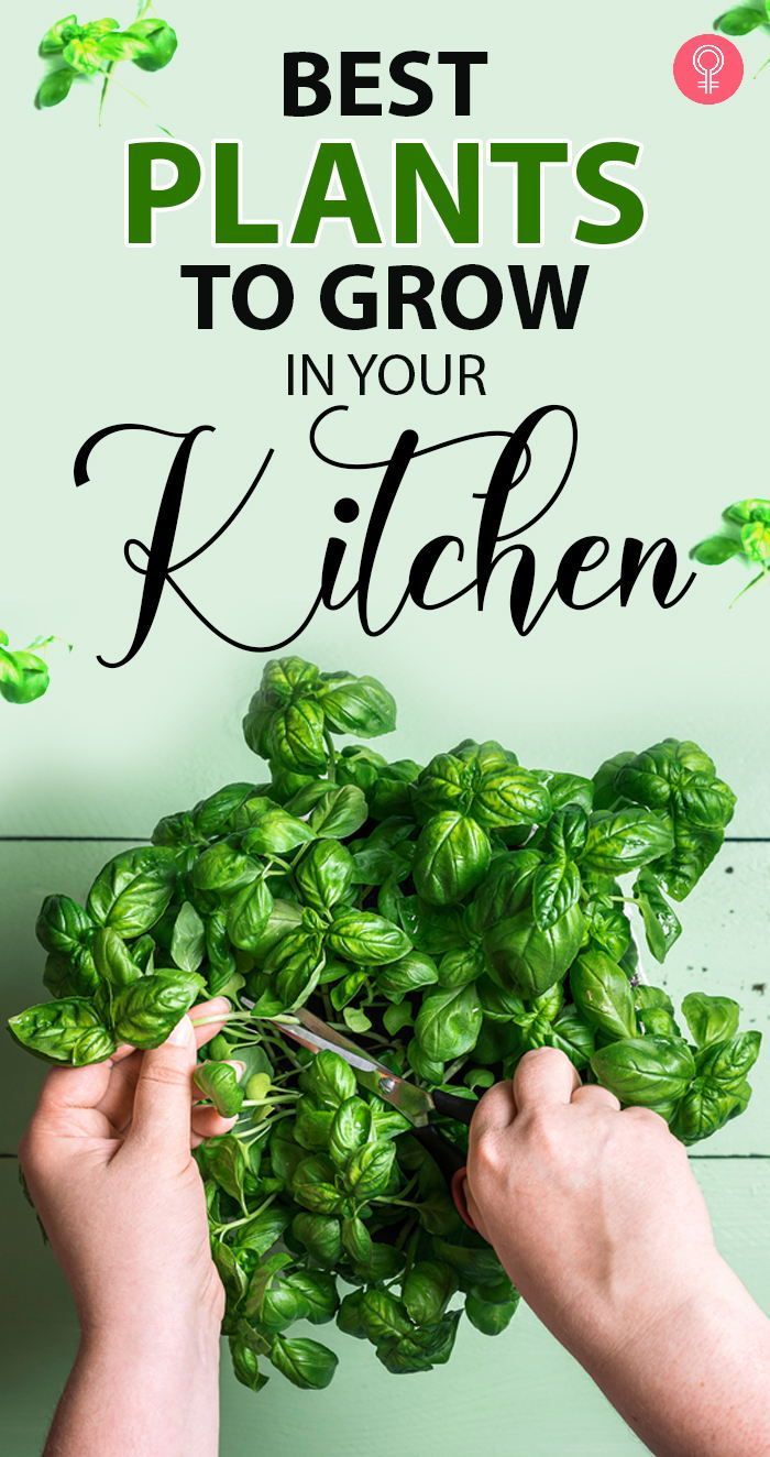 two hands holding up some green plants with the words best plants to grow in your kitchen