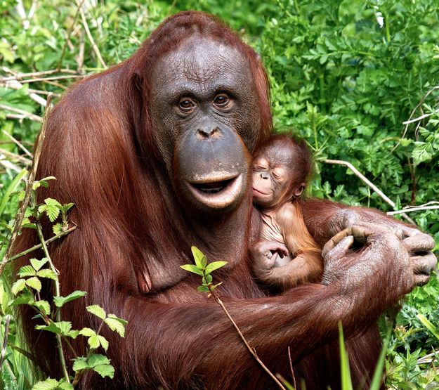 an adult oranguel and its baby in the jungle