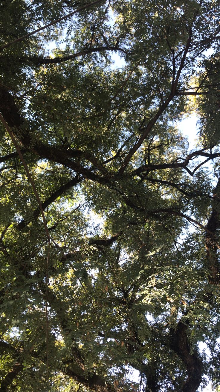 looking up into the canopy of a tree