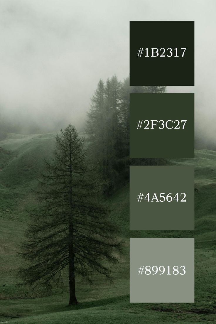 trees and fog in the distance with numbers below them