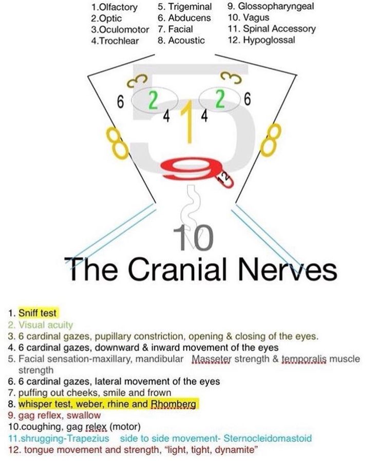 the cranil nerves diagram with instructions for different types of brain functions