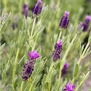 purple flowers growing in the middle of a field