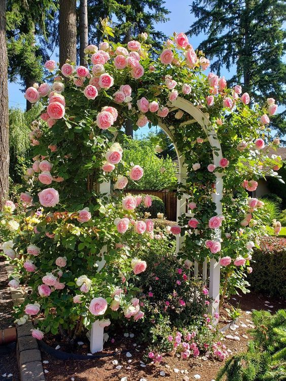 a garden with pink roses growing on it