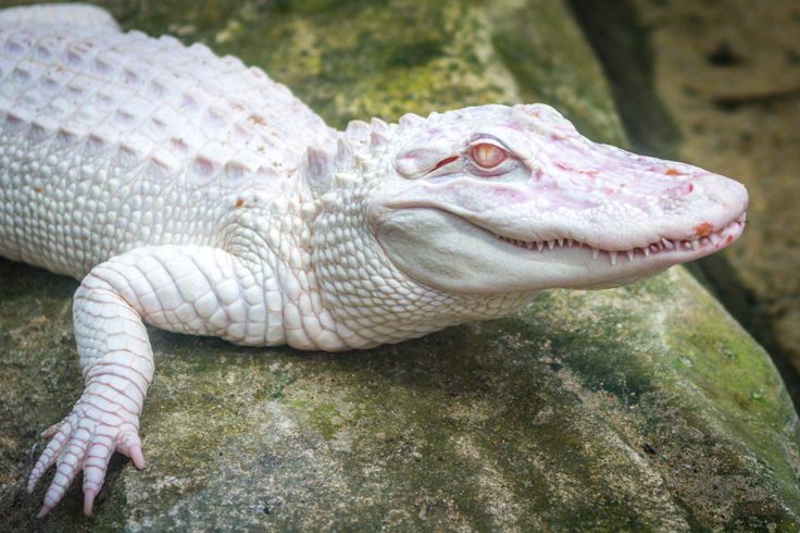 a white alligator laying on top of a rock