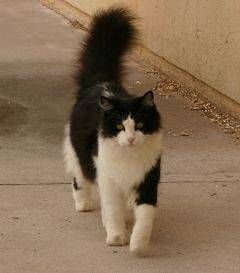 a black and white cat is walking on the sidewalk next to a wall with its tail in the air