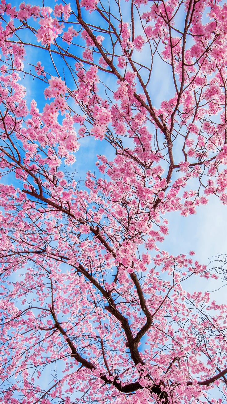 pink flowers are blooming on the branches of trees in front of a blue sky