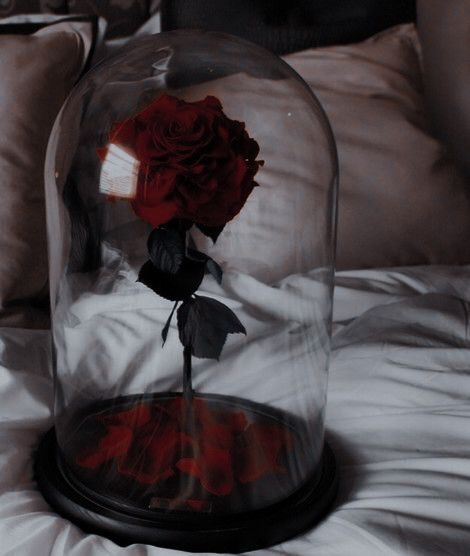 a red rose in a glass dome on a bed