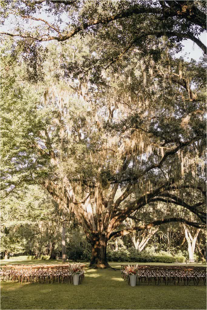 a large oak tree in the middle of a park