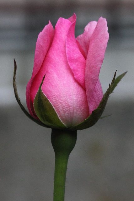 a single pink rose budding in front of a building