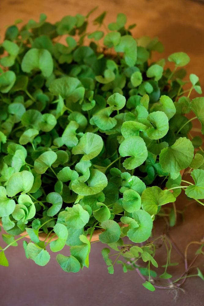 some green plants are growing in a pot