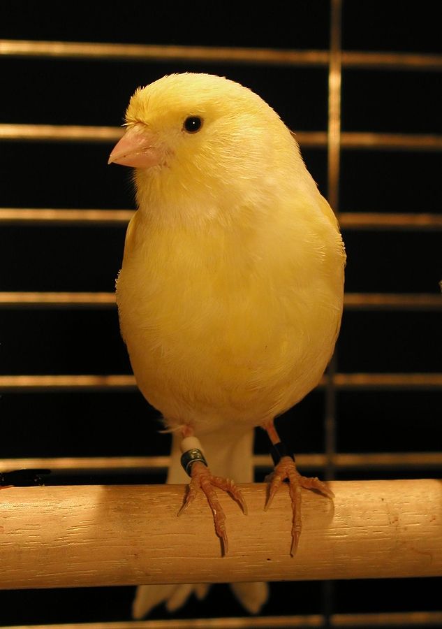 a yellow bird sitting on top of a wooden perch