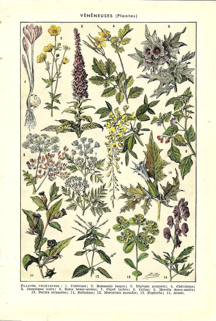 an illustration of various plants and flowers