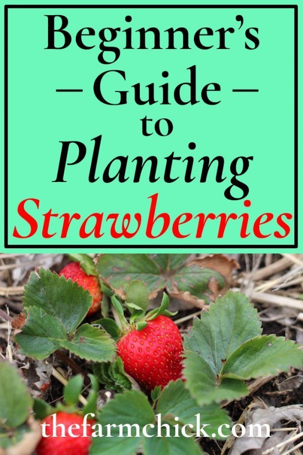 the beginner's guide to planting strawberries