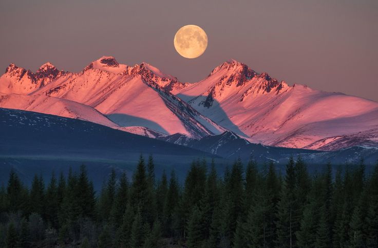 the full moon is setting over mountains with pine trees in foreground and snow - capped peaks