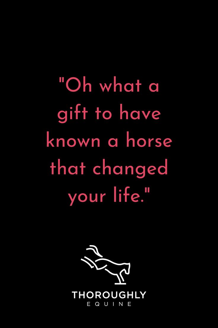 A pink quote on a solid black background. The quote reads "Oh what a gift to have known a horse that changed your life." There is a white Thoroughly Equine logo at the bottom of the image with a simple outline of a bucking horse. Equestrian Motivation Quotes, Deep Horse Quotes, Horse Life Quotes, Equestrian Life Quotes, Heart Horse Quote, Horse Quotes Meaningful Short, Equestrian Quotes Inspirational, Horse Quotes Meaningful, Horse Girl Quotes