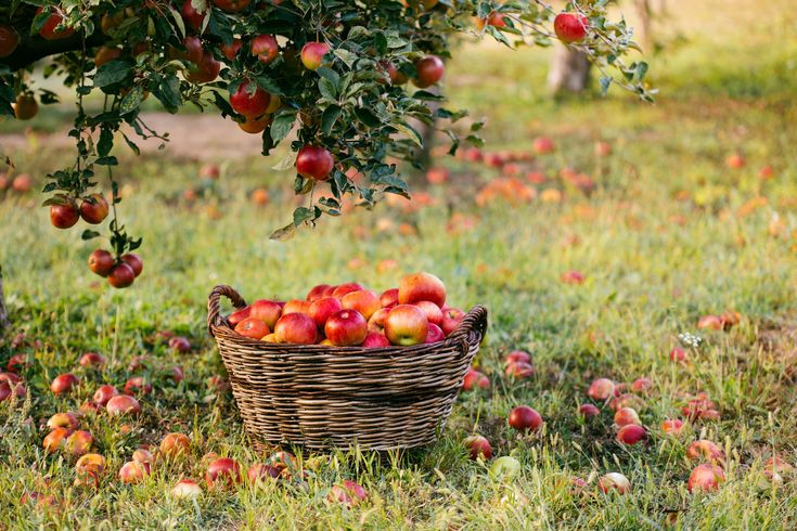 a basket full of apples sitting in the grass under an apple tree with lots of fruit