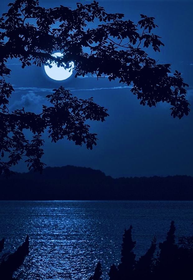 the full moon shines brightly in the night sky over water and trees, as seen from across the bay