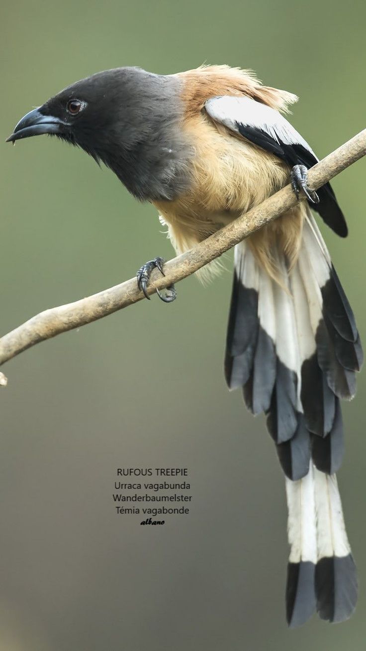 a bird sitting on top of a tree branch