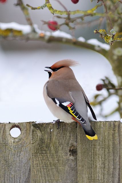 a bird sitting on top of a wooden fence next to a tree filled with berries