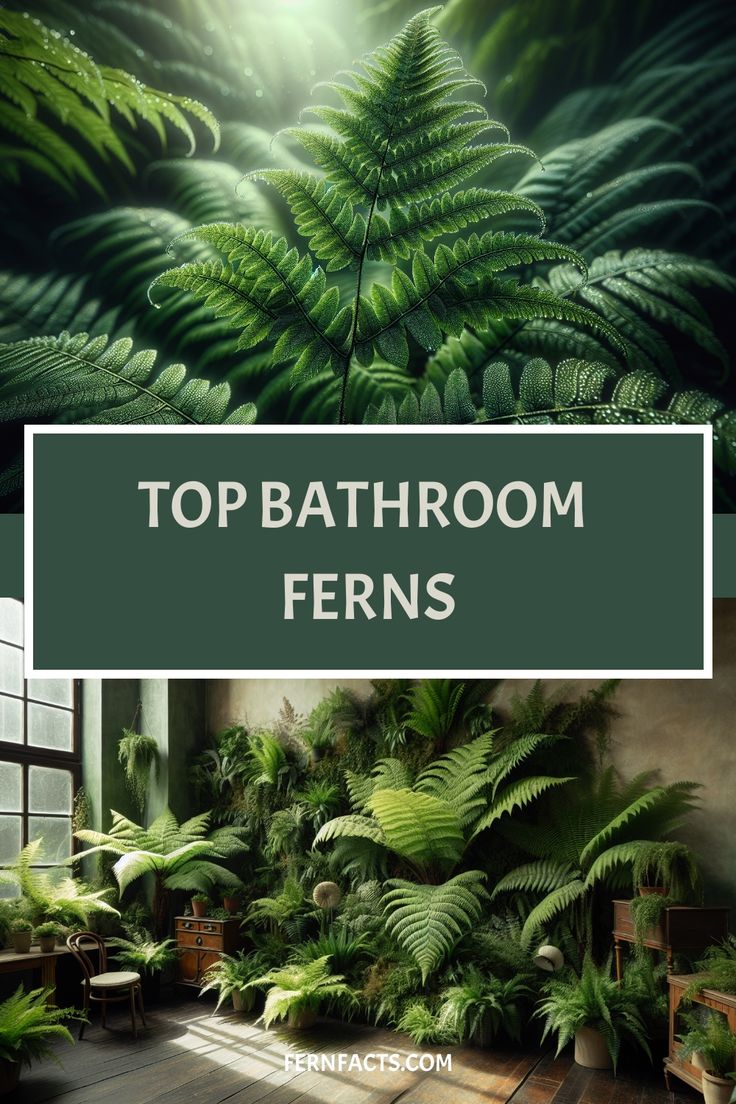 Lush green ferns of varying sizes in a sunlit, misty bathroom setting with the text "Top Bathroom Ferns" at the top. Fern Planters Ideas, Fern Planters, Fern Care, Evergreen Ferns, Hanging Ferns, Fern Wall, Fern Garden, Ferns Care, Planters Ideas