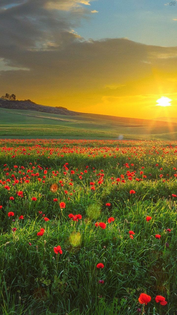 the sun is setting over a field full of red poppies and green grass with wildflowers in the foreground