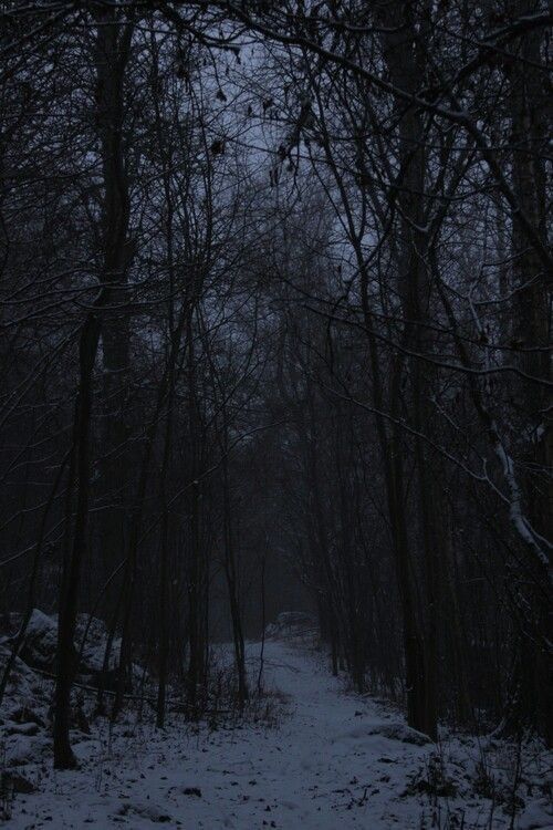 a snowy path in the woods at night