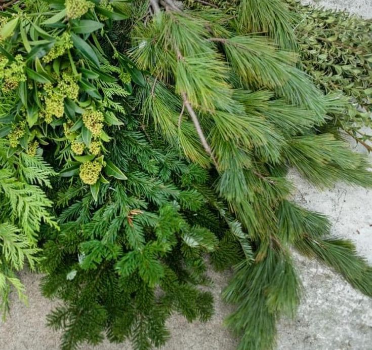 some green plants are growing on the concrete