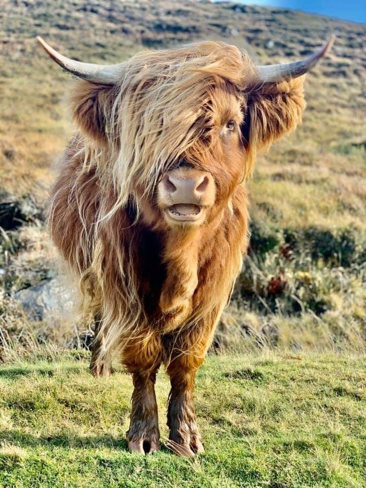 an animal that is standing in the grass