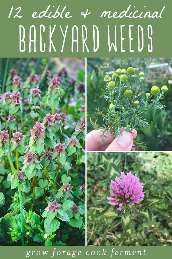 four different pictures of flowers and herbs in the garden with text overlay that reads, 12 edible & medical backyard weeds