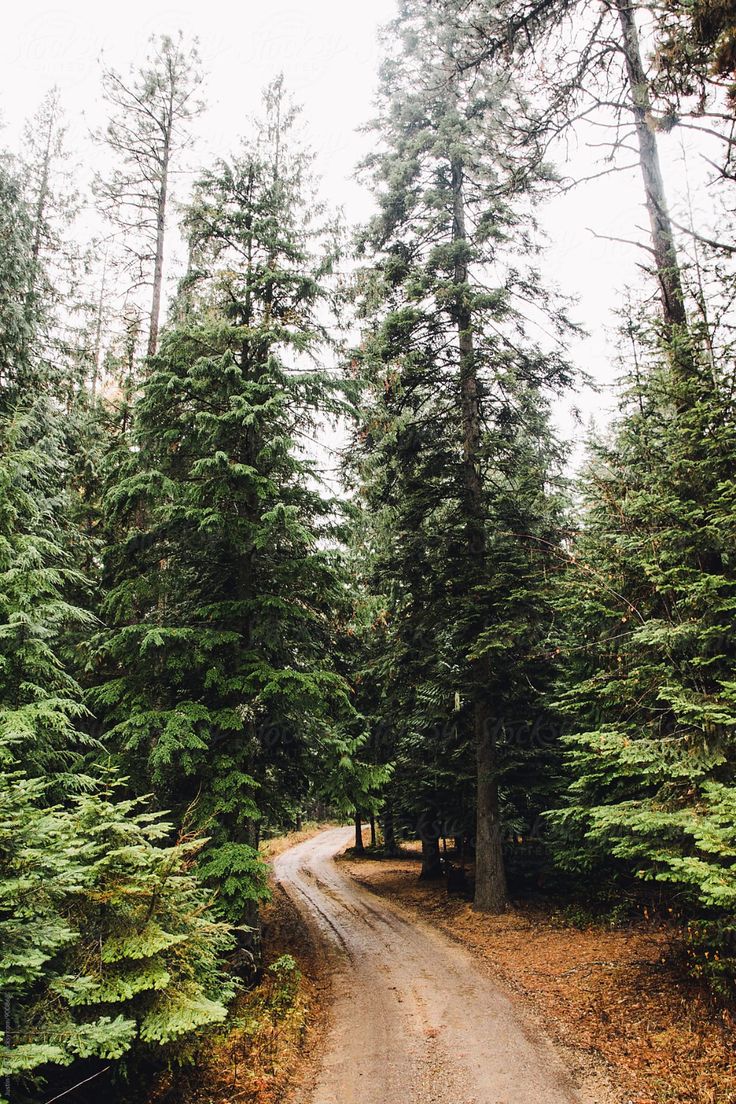 a dirt road in the middle of some trees