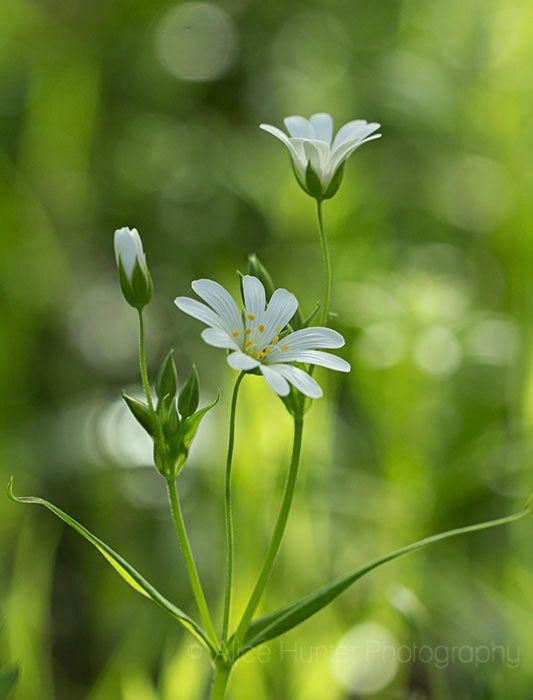 some white flowers in the middle of green grass with blurry trees in the background