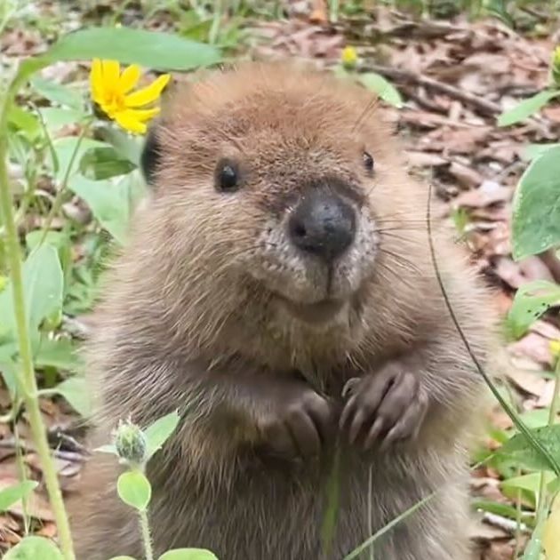 an animal that is standing in the grass with its paws on it's chest