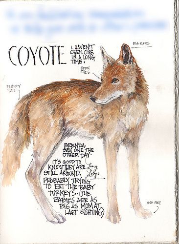 a drawing of a fox with its name and description on it's back side