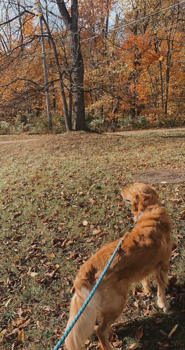 a brown dog standing on top of a grass covered field