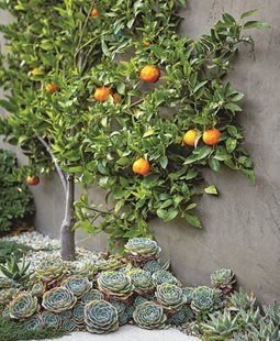 an orange tree with lots of fruit growing on it's branches in front of a concrete wall