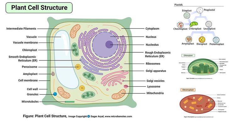 diagram of plant cell structure with labels and description on white background, contains information for each section