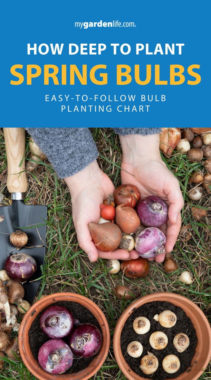 hands picking bulbs from the ground with text overlay reading how deep to plant spring bulbs easy - to - follow bulb planting chart